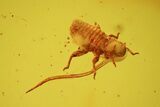 Fossil Plant Louse (Aphid) In Baltic Amber #39101-1